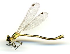 Lestes unguiculatus by the Smithsonian. Used under a CC0 license.