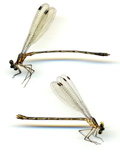 Lestes vidua by the Smithsonian. Used under a CC0 license.