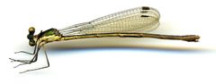 Lestes vigilax by the Smithsonian. Used under a CC0 license.