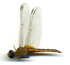 Brachymesia furcata by the Smithsonian. Used under a CC0 license.