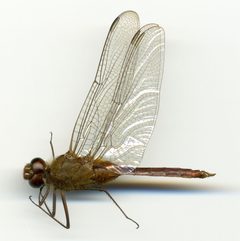 Brachymesia furcata by the Smithsonian. Used under a CC0 license.