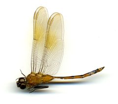 Brachymesia gravida by the Smithsonian. Used under a CC0 license.