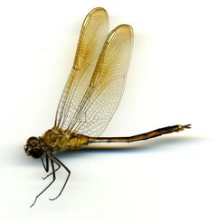 Brachymesia gravida by the Smithsonian. Used under a CC0 license.