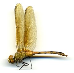 Brachymesia herbida by the Smithsonian. Used under a CC0 license.