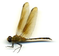Brachymesia herbida by the Smithsonian. Used under a CC0 license.