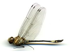 Brechmorhoga mendax by the Smithsonian. Used under a CC0 license.