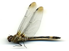 Brechmorhoga mendax by the Smithsonian. Used under a CC0 license.