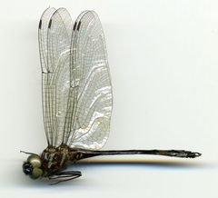 Brechmorhoga pertinax by the Smithsonian. Used under a CC0 license.