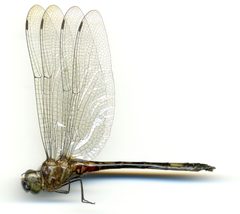 Brechmorhoga pertinax by the Smithsonian. Used under a CC0 license.