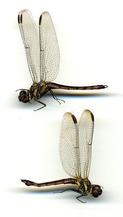 Cannaphila insularis by the Smithsonian. Used under a CC0 license.