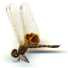 Celithemis amanda by the Smithsonian. Used under a CC0 license.