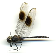 Celithemis elisa by the Smithsonian. Used under a CC0 license.