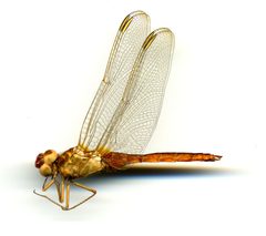 Crocothemis servilia by the Smithsonian. Used under a CC0 license.