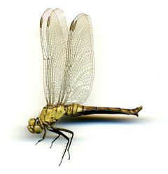 Dythemis collocata by the Smithsonian. Used under a CC0 license.
