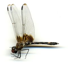 Dythemis fugax by the Smithsonian. Used under a CC0 license.