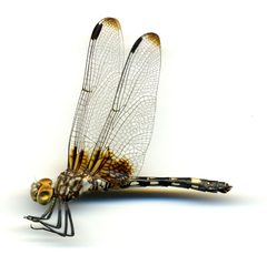 Dythemis fugax by the Smithsonian. Used under a CC0 license.