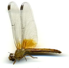 Dythemis maya by the Smithsonian. Used under a CC0 license.