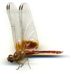 Dythemis maya by the Smithsonian. Used under a CC0 license.