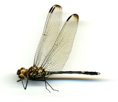 Dythemis nigrescens by the Smithsonian. Used under a CC0 license.