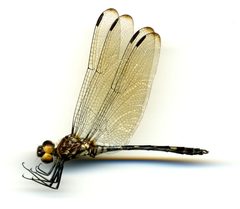Dythemis velox by the Smithsonian. Used under a CC0 license.