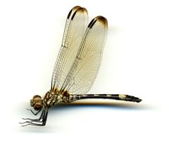 Dythemis velox by the Smithsonian. Used under a CC0 license.