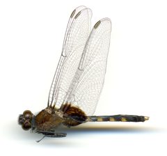 Erythemis attala by the Smithsonian. Used under a CC0 license.