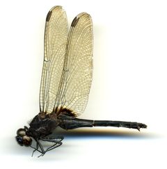 Erythemis attala by the Smithsonian. Used under a CC0 license.