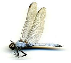 Erythemis collocata by the Smithsonian. Used under a CC0 license.
