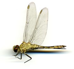 Erythemis collocata by the Smithsonian. Used under a CC0 license.