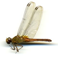 Erythemis mithroides by the Smithsonian. Used under a CC0 license.