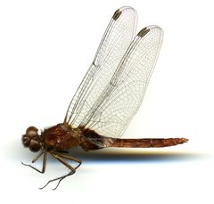 Erythemis mithroides by the Smithsonian. Used under a CC0 license.
