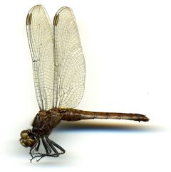 Erythemis peruviana by the Smithsonian. Used under a CC0 license.