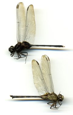 Erythemis plebeja by the Smithsonian. Used under a CC0 license.