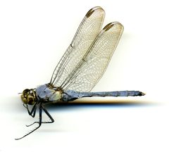 Erythemis simplicicollis by the Smithsonian. Used under a CC0 license.