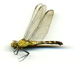 Erythemis simplicicollis by the Smithsonian. Used under a CC0 license.