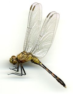 Erythemis simplicicollis by the Smithsonian. Used under a CC0 license.