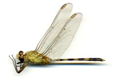 Erythemis (Lepthemis) vesiculosa by the Smithsonian. Used under a CC0 license.