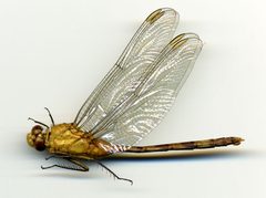 Erythemis (Lepthemis) vesiculosa by the Smithsonian. Used under a CC0 license.