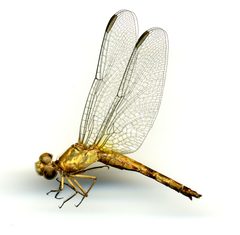Erythrodiplax basifusca by the Smithsonian. Used under a CC0 license.