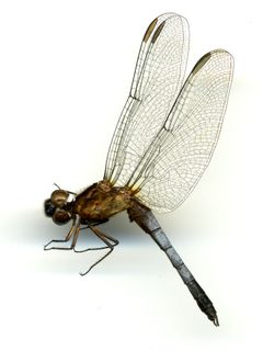 Erythrodiplax basifusca by the Smithsonian. Used under a CC0 license.