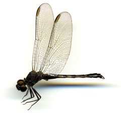 Erythrodiplax berenice by the Smithsonian. Used under a CC0 license.