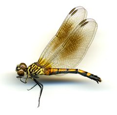 Erythrodiplax berenice by the Smithsonian. Used under a CC0 license.