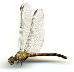 Erythrodiplax berenice by the Smithsonian. Used under a CC0 license.