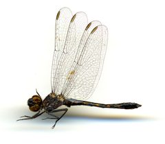 Erythrodiplax berenice by the Smithsonian. Used under a CC0 license.