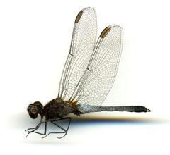 Erythrodiplax fusca by the Smithsonian. Used under a CC0 license.