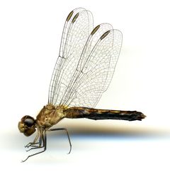 Erythrodiplax minuscula by the Smithsonian. Used under a CC0 license.