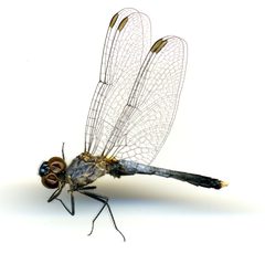 Erythrodiplax minuscula by the Smithsonian. Used under a CC0 license.