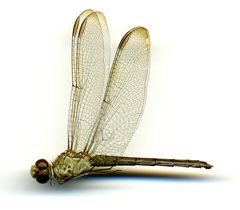 Erythrodiplax umbrata by the Smithsonian. Used under a CC0 license.