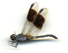 Erythrodiplax umbrata by the Smithsonian. Used under a CC0 license.