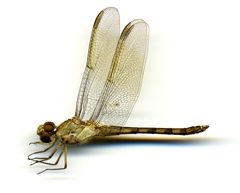 Erythrodiplax umbrata by the Smithsonian. Used under a CC0 license.